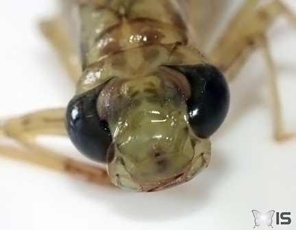 Portrait macro et yeux d'une Larve de libellule